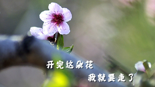 开花就走.jpg