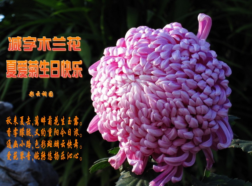 zhuomianjiazuogaoqingbizhi_479412_9_conew9.jpg