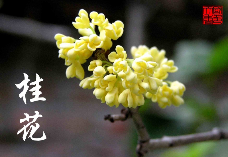 桂花.bmp