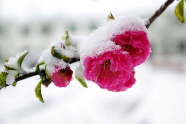 雪中梅1.jpg