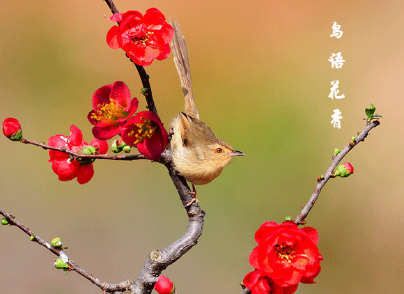 春晓