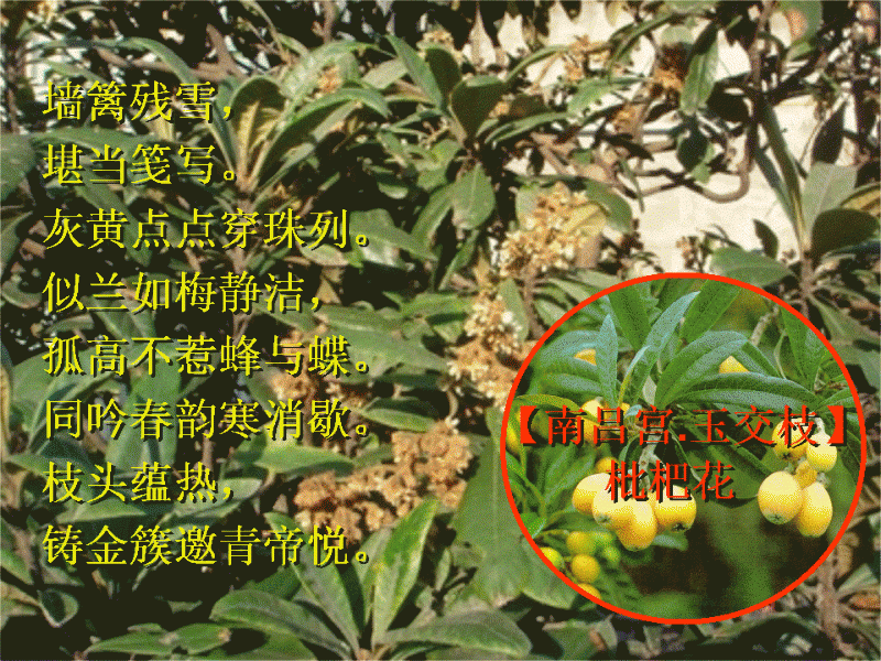 【南吕宫玉交枝】枇杷花.gif