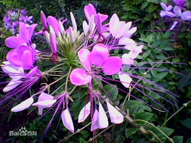 醉蝶花.jpg