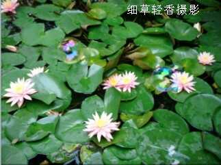 睡莲4.jpg