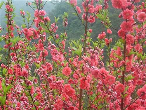 s桃花五.jpg