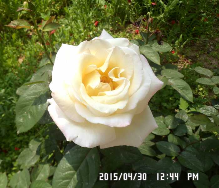 SAM_0045.JPG