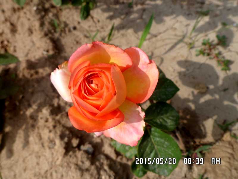 SAM_0235.JPG
