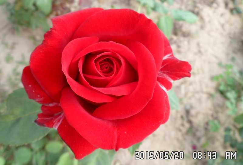 SAM_0252.JPG