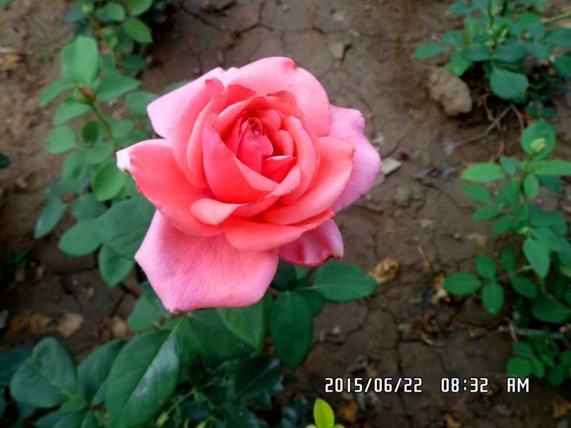 SAM_0336.JPG