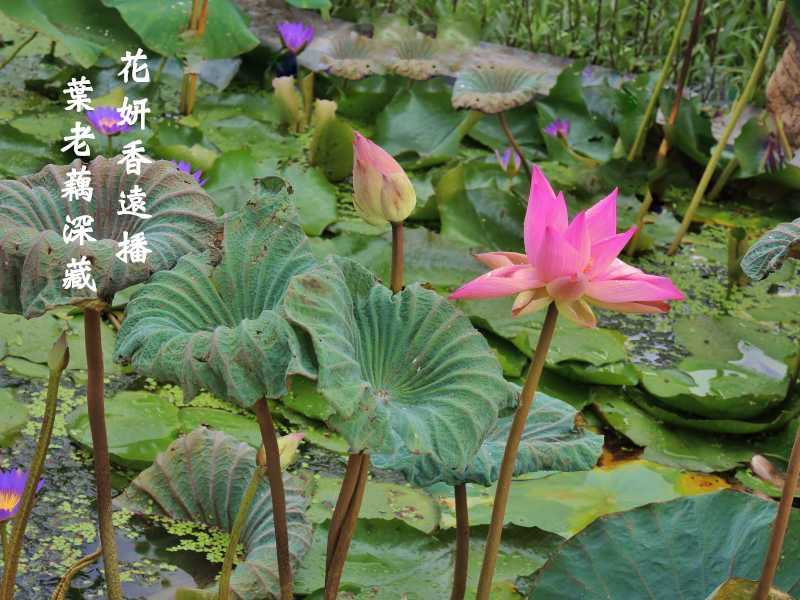 荷333.jpg