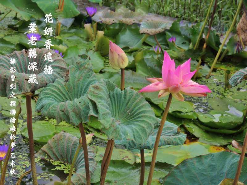 荷222.jpg