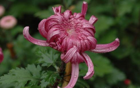 雨中賞菊花心動  （兩兼 、嵌名）.jpg