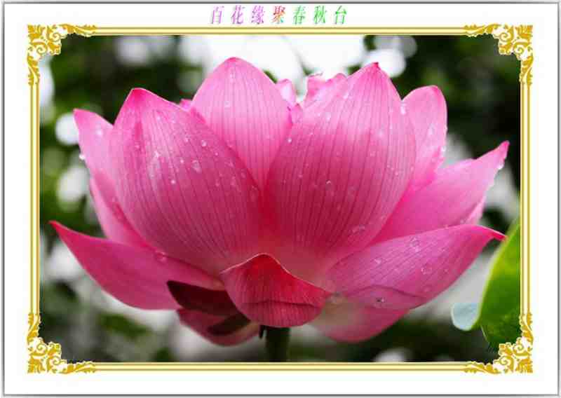 佛国百花仙子 宝相花.jpg