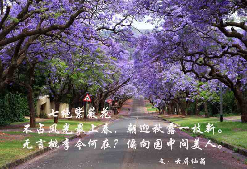 紫薇花0 拷贝.jpg