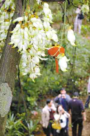 禾雀花03.jpg