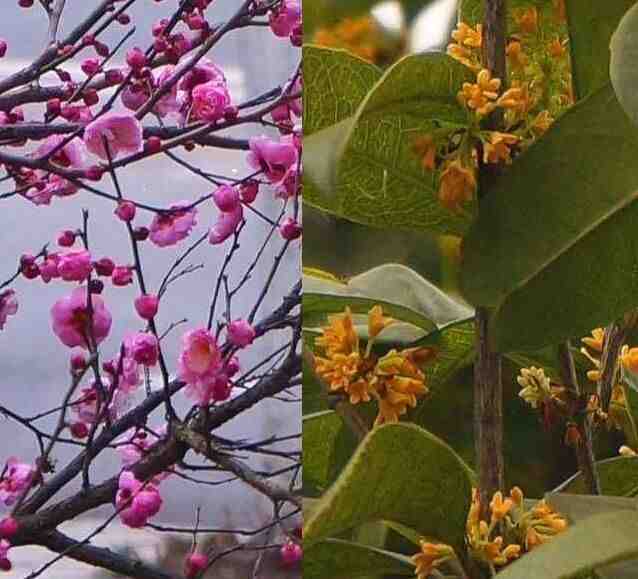 腊月菱湖红梅金桂同开.jpg