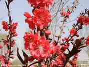 迎春花.jpg
