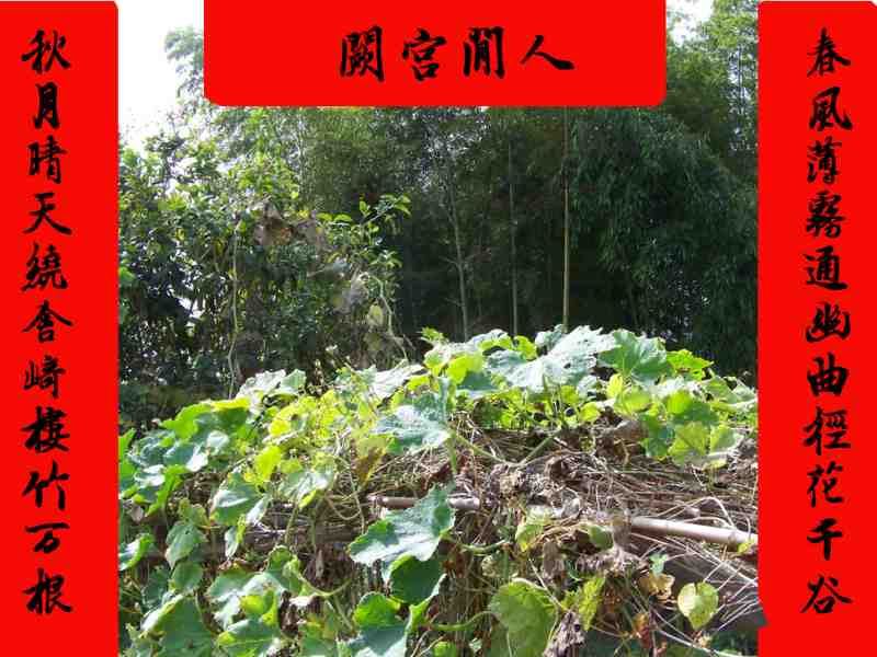 人间宫阙.jpg