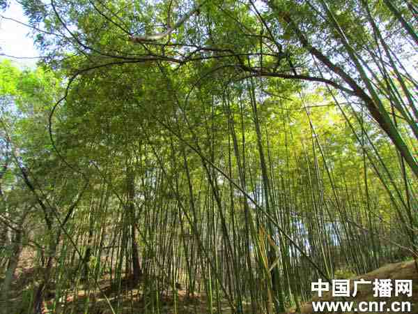 杏楼竹影.jpg