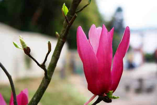 望春花b.jpg