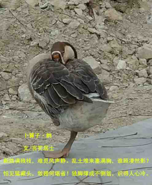 鹅_副本.jpg
