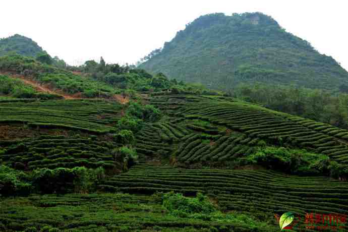 茶山.jpg