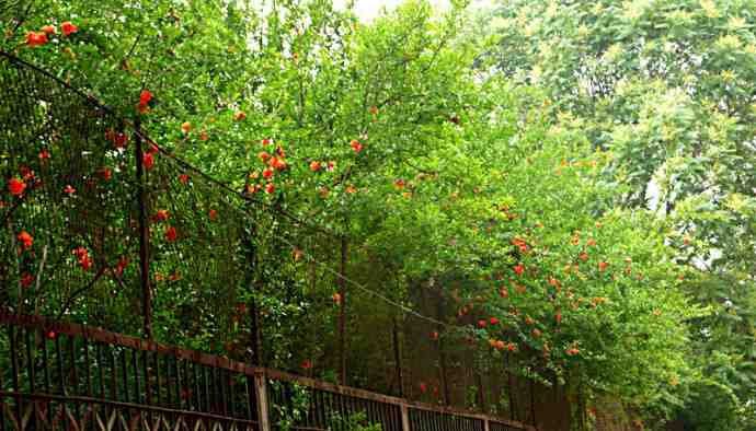 石榴花.jpg