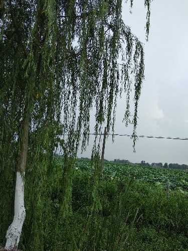 IMG_20180725_141236.jpg