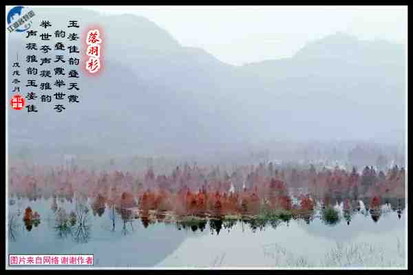 1439落羽杉.jpg