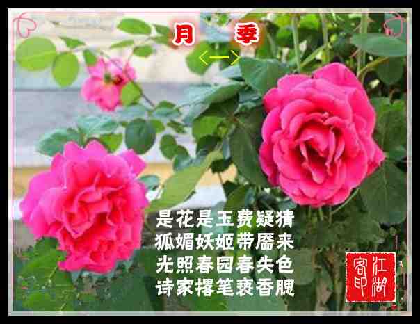 031月季1.jpg