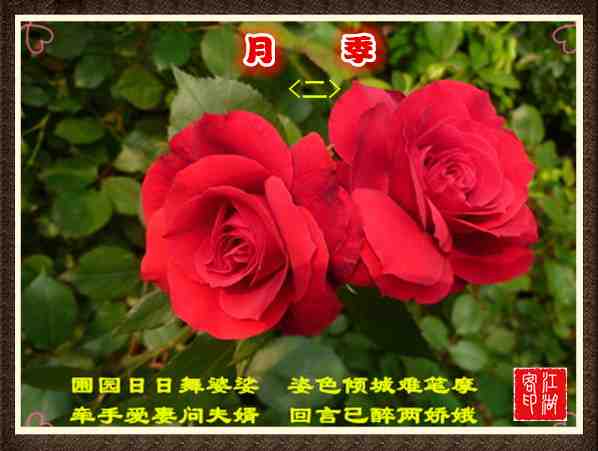 032月季2.jpg