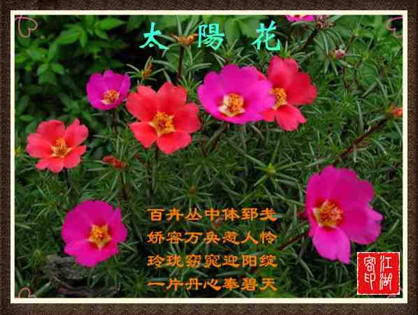 036太阳花.jpg
