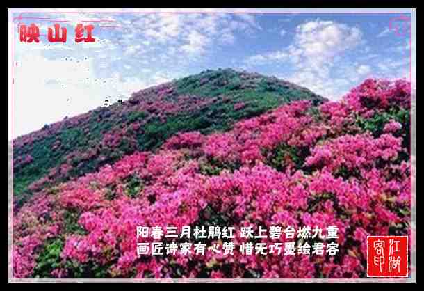 046映山红.jpg