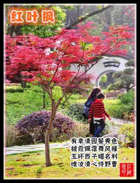 051红叶李.jpg