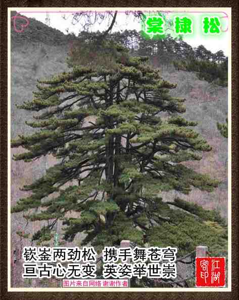 054团结松.jpg