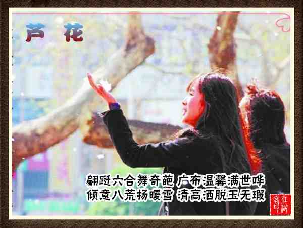 053芦花.jpg