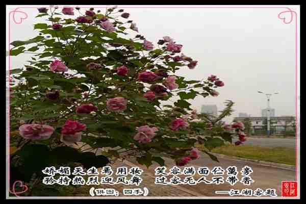 055路花.jpg