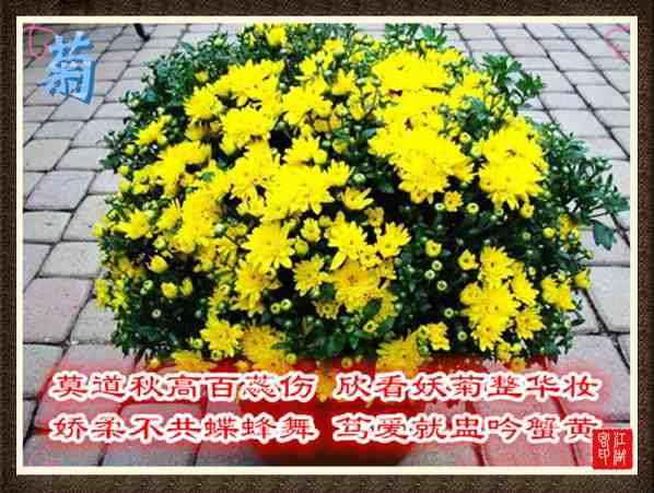 075菊.jpg