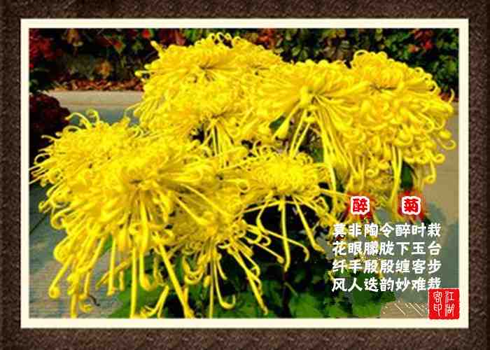 081醉菊.jpg