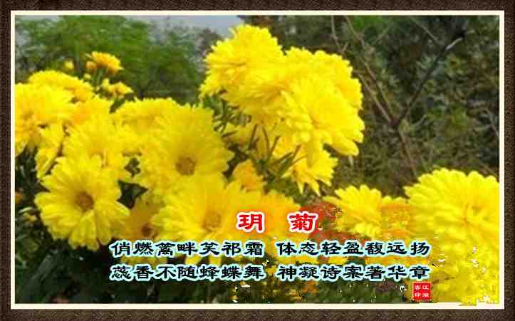 080玥菊.jpg