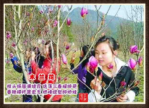 093木兰花.jpg