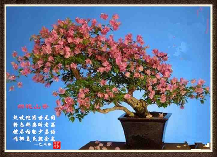 096娇艳山茶.jpg