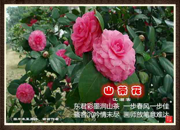 094山茶花.jpg