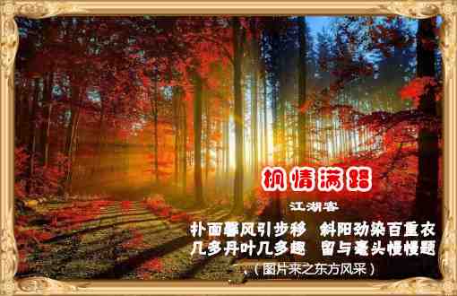 208枫情满路.jpg