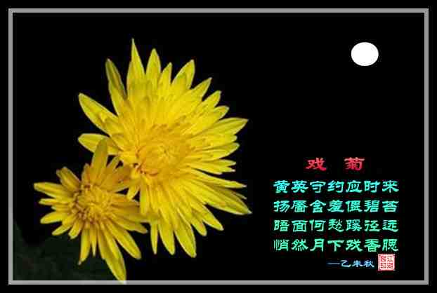 405访菊.jpg