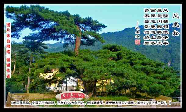 500凤凰松.jpg