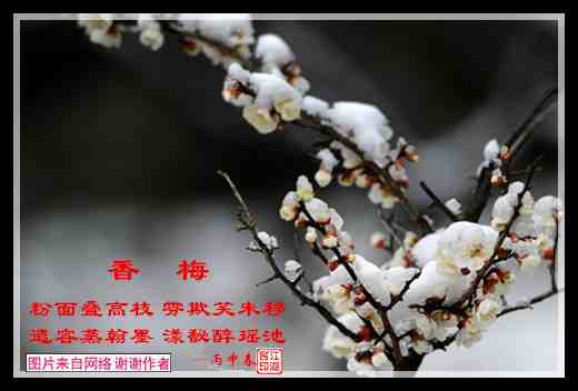 529香梅.jpg