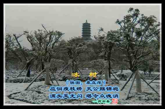 534冰树.jpg