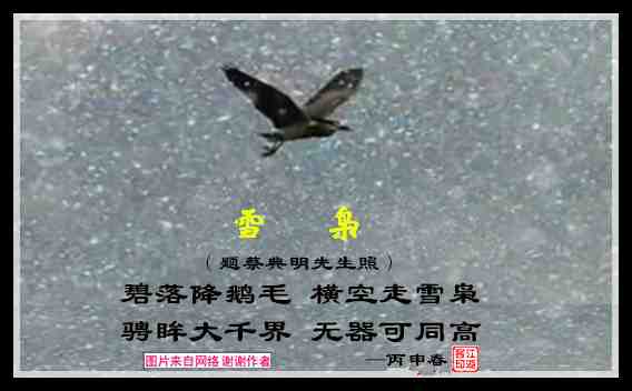 532雪枭.jpg