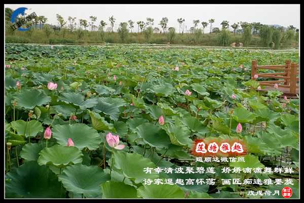 1241莲塘雅趣.jpg